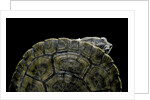 Phrynops williamsi (William's toadhead turtle) by Anonymous