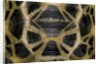 Pyxis arachnoides (Madagascan spider tortoise) by Anonymous
