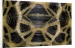 Pyxis arachnoides (Madagascan spider tortoise) by Anonymous