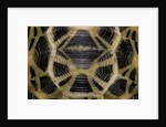 Pyxis arachnoides (Madagascan spider tortoise) by Anonymous
