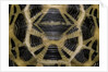 Pyxis arachnoides (Madagascan spider tortoise) by Anonymous