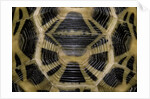 Pyxis arachnoides (Madagascan spider tortoise) by Anonymous