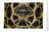 Pyxis arachnoides (Madagascan spider tortoise) by Anonymous
