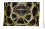 Pyxis arachnoides (Madagascan spider tortoise) by Anonymous