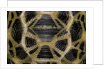 Pyxis arachnoides (Madagascan spider tortoise) by Anonymous
