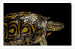 Rhinoclemmys pulcherrima manni (painted wood turtle) by Anonymous