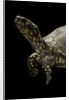 Terrapene carolina (Florida box turtle) by Anonymous