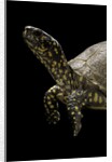 Terrapene carolina (Florida box turtle) by Anonymous