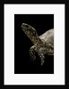 Terrapene carolina (Florida box turtle) by Anonymous
