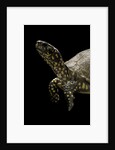 Terrapene carolina (Florida box turtle) by Anonymous