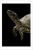 Terrapene carolina (Florida box turtle) by Anonymous