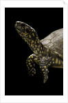 Terrapene carolina (Florida box turtle) by Anonymous