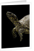 Terrapene carolina (Florida box turtle) by Anonymous