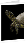 Terrapene carolina (Florida box turtle) by Anonymous