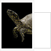 Terrapene carolina (Florida box turtle) by Anonymous