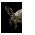 Terrapene carolina (Florida box turtle) by Anonymous