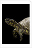 Terrapene carolina (Florida box turtle) by Anonymous
