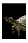 Terrapene carolina (Florida box turtle) by Anonymous