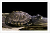 Terrapene carolina carolina (Florida box turtle) by Anonymous