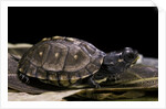 Terrapene carolina carolina (Florida box turtle) by Anonymous