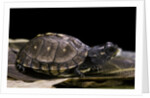 Terrapene carolina carolina (Florida box turtle) by Anonymous