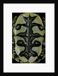 Trachemys dorbigni (black-bellied slider) by Anonymous