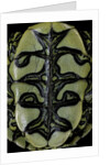 Trachemys dorbigni (black-bellied slider) by Anonymous