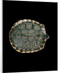 Trachemys dorbigni (black-bellied slider) by Anonymous