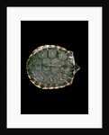 Trachemys dorbigni (black-bellied slider) by Anonymous