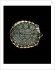 Trachemys dorbigni (black-bellied slider) by Anonymous