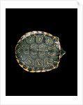 Trachemys dorbigni (black-bellied slider) by Anonymous
