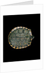Trachemys dorbigni (black-bellied slider) by Anonymous