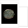 Trachemys dorbigni (black-bellied slider) by Anonymous