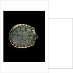 Trachemys dorbigni (black-bellied slider) by Anonymous