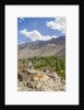 Drying apricots at Alchi village by Anonymous