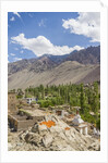 Drying apricots at Alchi village by Anonymous