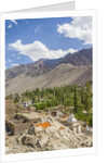 Drying apricots at Alchi village by Anonymous