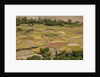 Chemde Monastery, near Karu, corn field around monastery by Anonymous