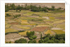 Chemde Monastery, near Karu, corn field around monastery by Anonymous