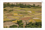 Chemde Monastery, near Karu, corn field around monastery by Anonymous