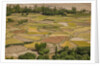 Chemde Monastery, near Karu, corn field around monastery by Anonymous