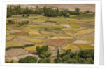 Chemde Monastery, near Karu, corn field around monastery by Anonymous
