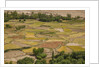 Chemde Monastery, near Karu, corn field around monastery by Anonymous
