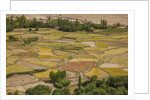 Chemde Monastery, near Karu, corn field around monastery by Anonymous