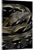 Acrantophis madagascariensis (Madagascan boa) by Anonymous