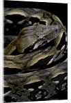 Acrantophis madagascariensis (Madagascan boa) by Anonymous