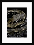 Acrantophis madagascariensis (Madagascan boa) by Anonymous