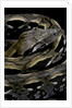 Acrantophis madagascariensis (Madagascan boa) by Anonymous