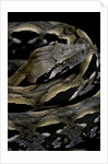 Acrantophis madagascariensis (Madagascan boa) by Anonymous