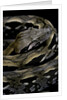 Acrantophis madagascariensis (Madagascan boa) by Anonymous